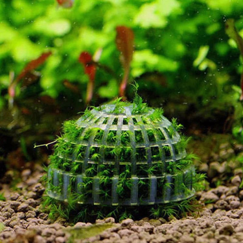 Akvaario Koriste Moss Ball Elävät Kasvit - Image 2