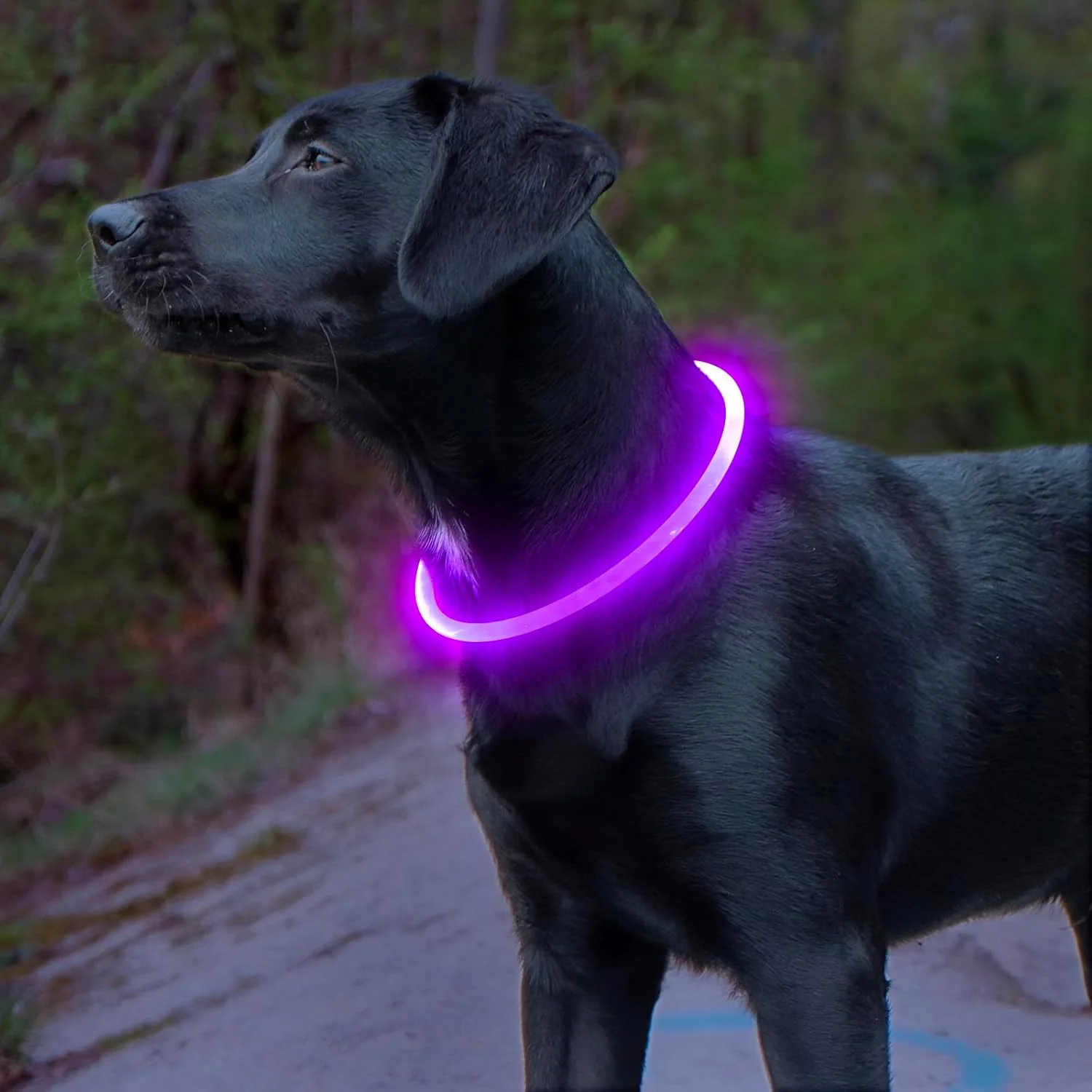 Koiran Kaulapanta LED-Valolla USB-Ladattava Säädettävä Turvallisuuspanta - Image 4