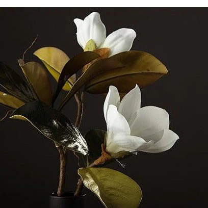 Kukkakoriste Magnolia Kukka Kaunis - Image 7